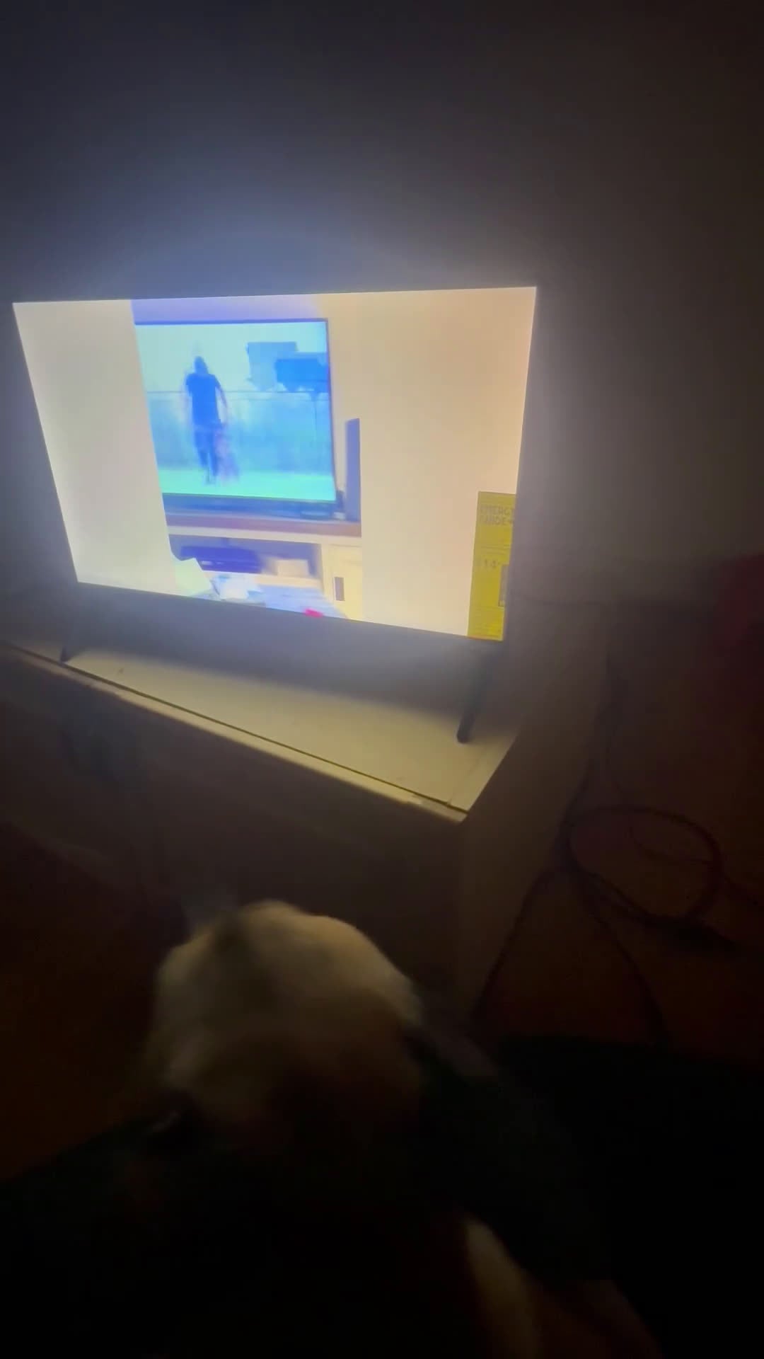 Belgian Malinois dogs for stud: Beast bandit the beast  - Video 5