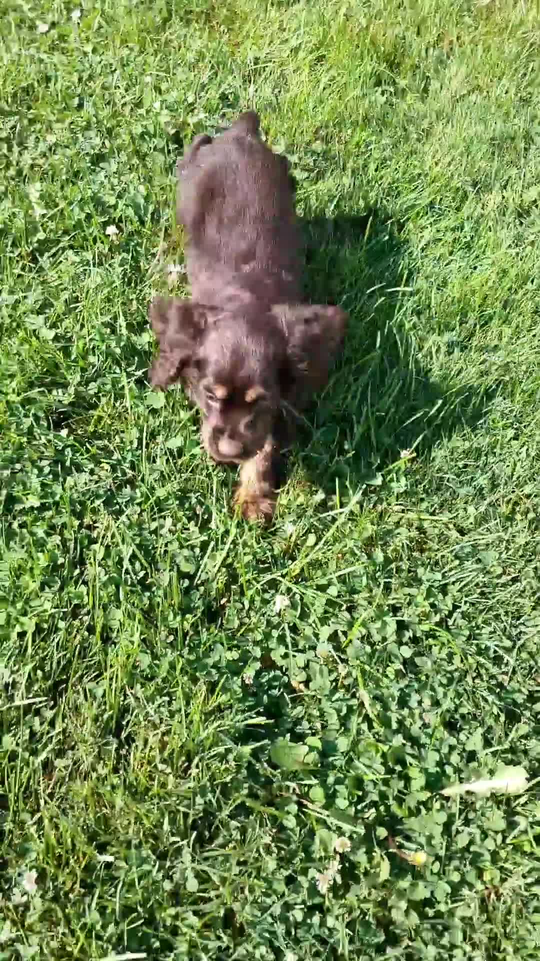 Cocker Spaniel dogs for sale: Captain - Video 1