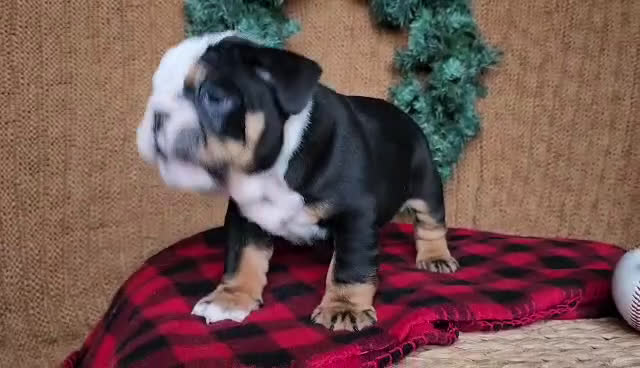English Bulldog dogs for sale: Easton - Video 1