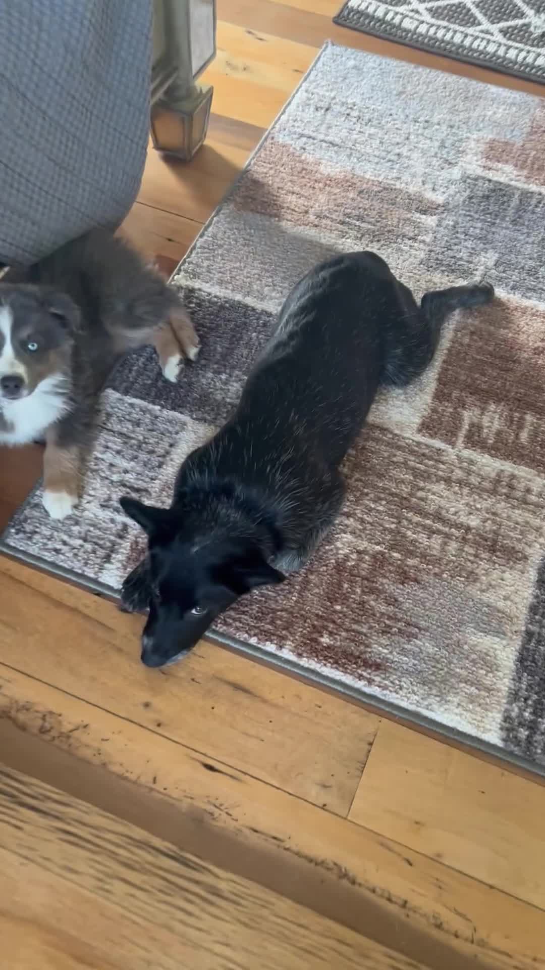 Australian Cattle Dog dogs for sale: BINDI    - Video 1