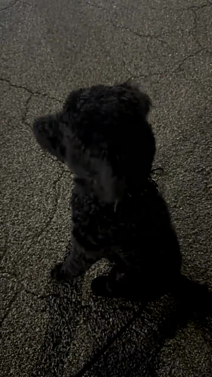 Standard Poodle dogs for sale: Standard Poodle Puppy 1 - Video 1