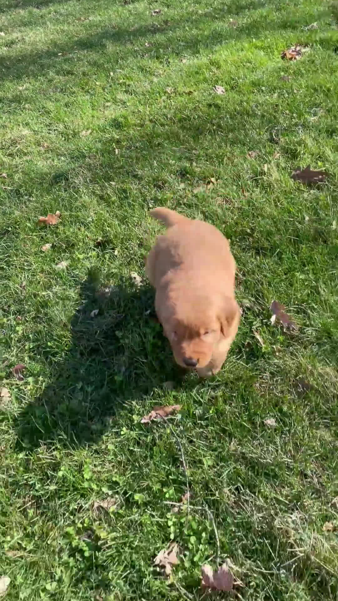 Golden Retriever dogs for sale: Duke - Video 5