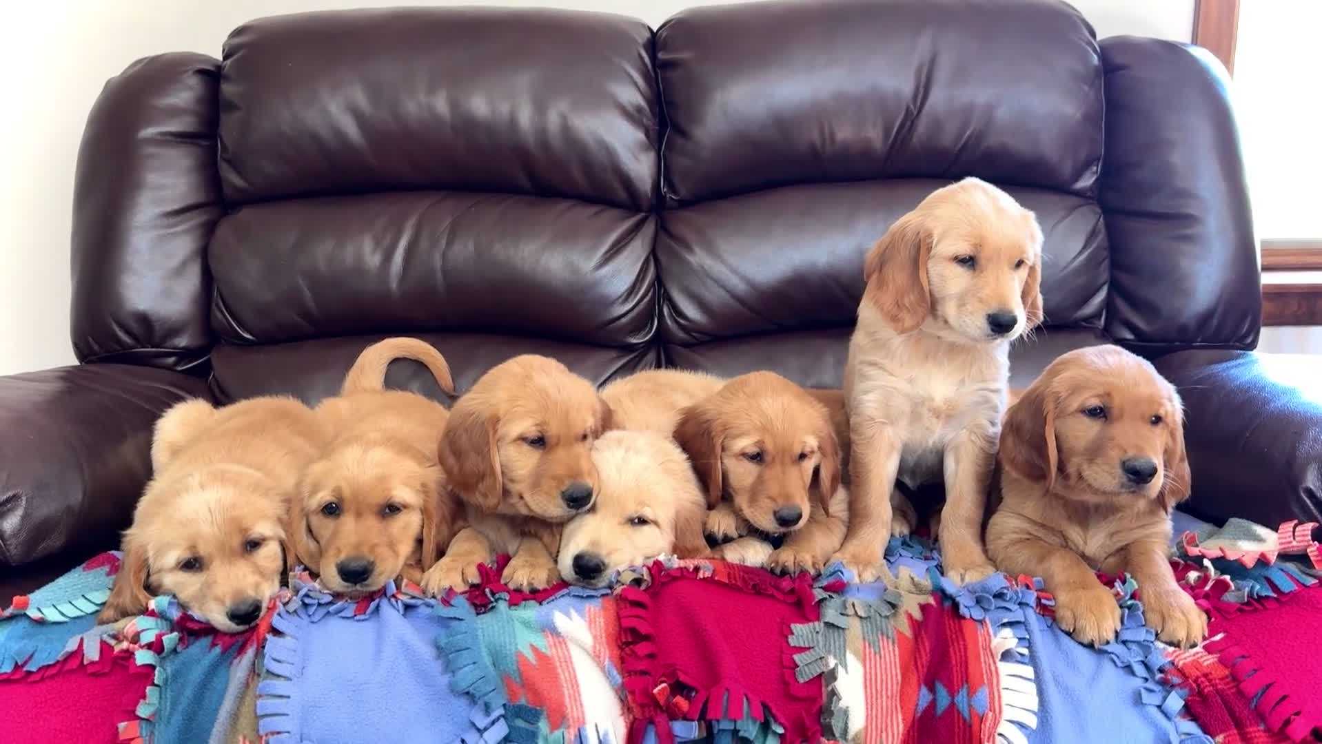 Golden Retriever dogs for sale: Violet - Video 2