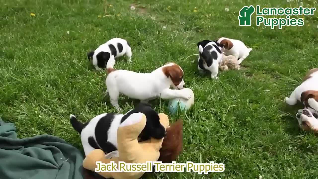Jack Russell Terrier dogs for sale: Fallon - Video 1