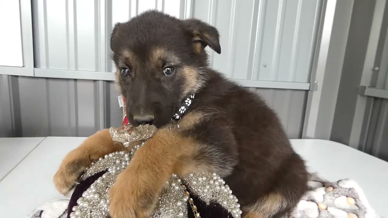 German Shepherd dogs for sale: German Shepherd 5 Shena - Video 1
