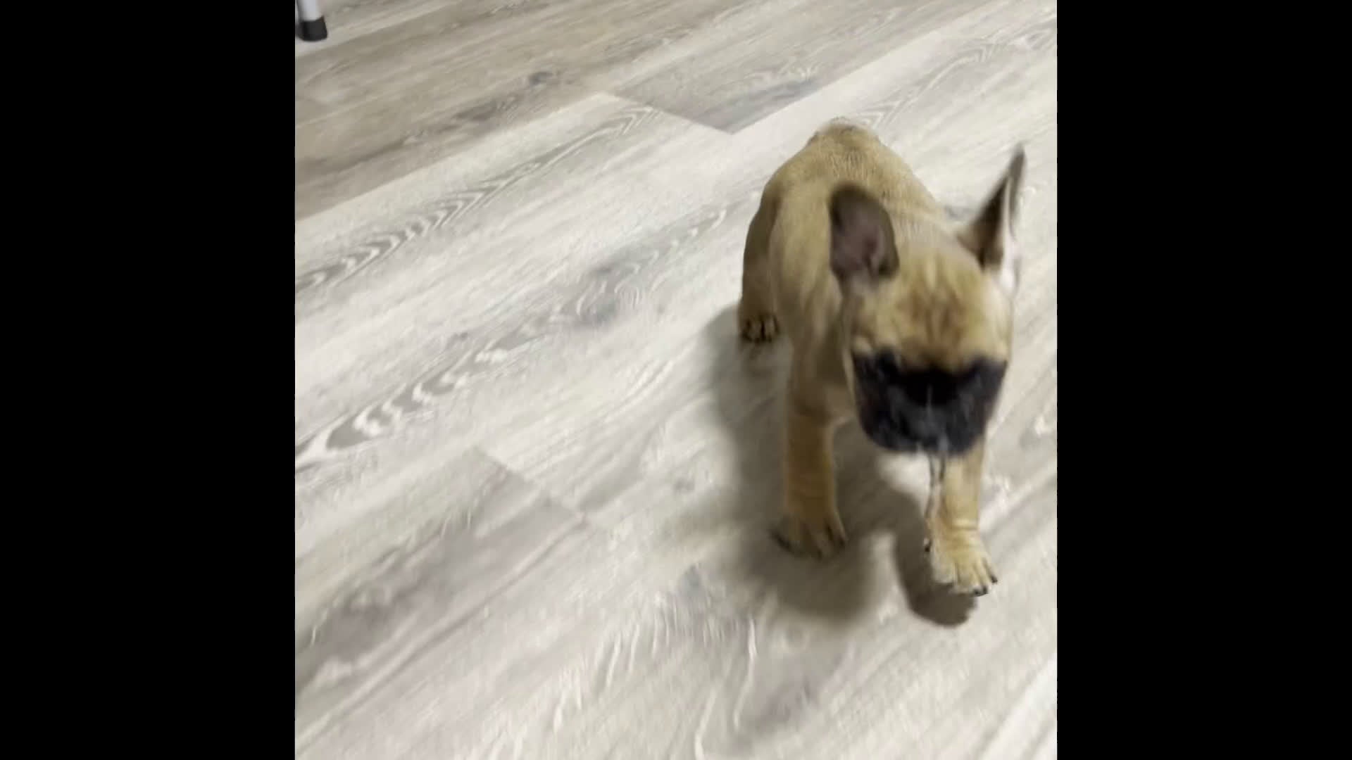 French Bulldog dogs for sale: Delilah - Video 1