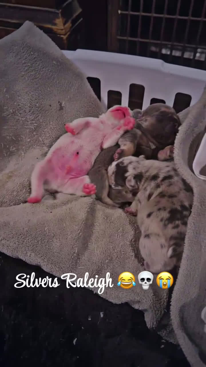 French Bulldog dogs for sale: Silvers Raleigh - Video 1