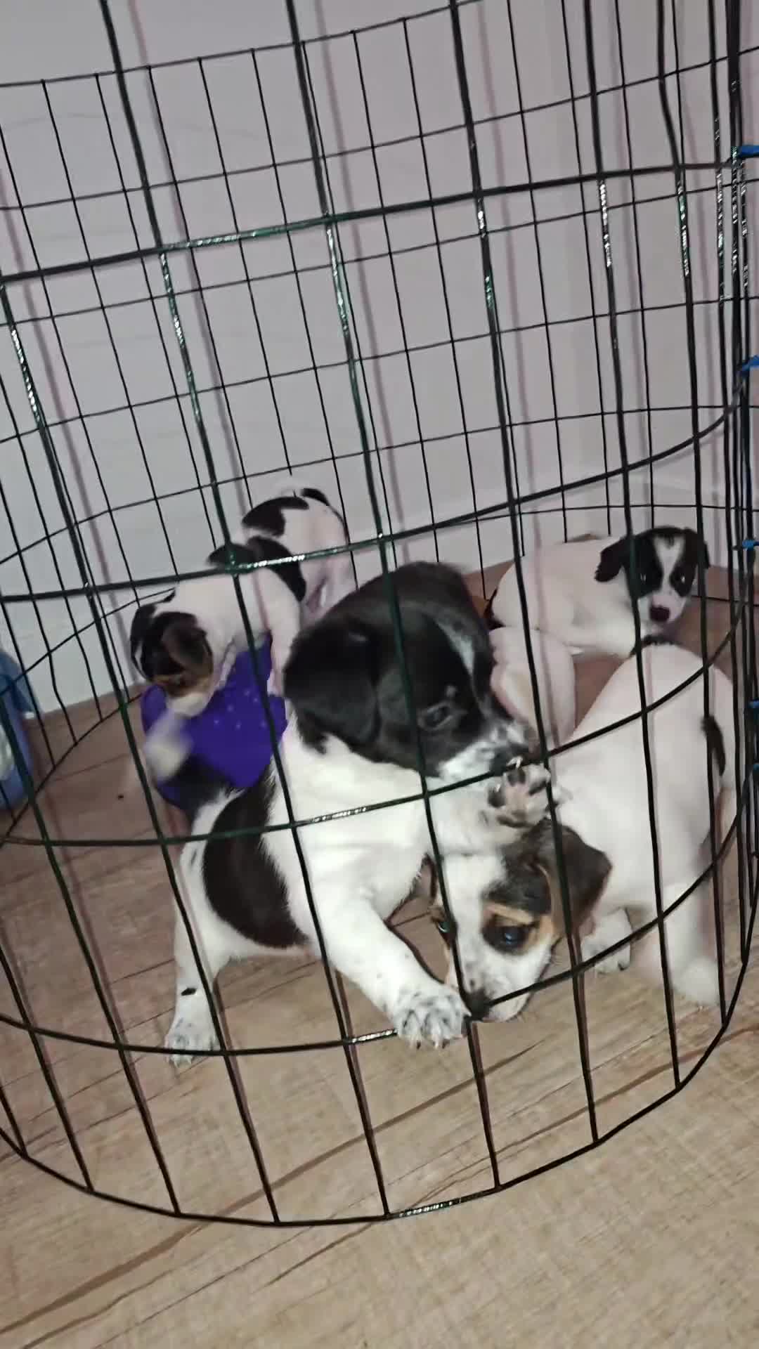 Jack Russell Terrier dogs for sale: Jack Russell Terrier 4 - Video 2