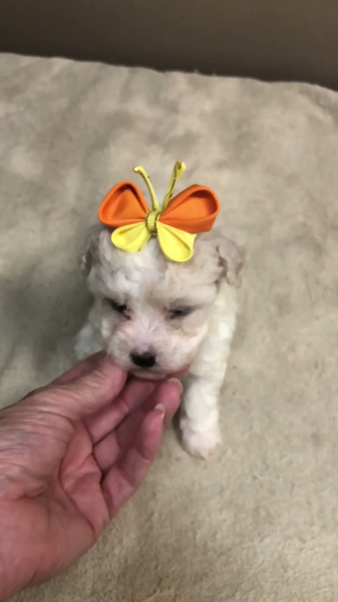 Maltipoo dogs for sale: TEACUP Maddie - Video 1