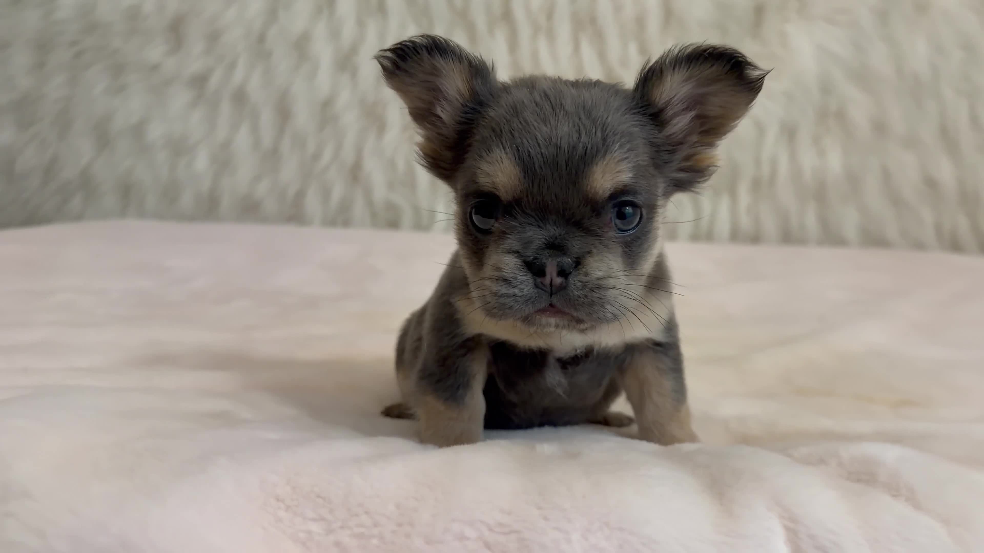 French Bulldog dogs for sale: French Bulldog Puppy 4 - Video 1
