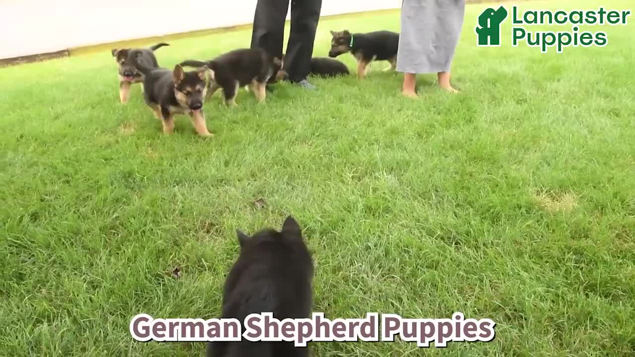 German Shepherd dogs for sale: Deisel - Video 1
