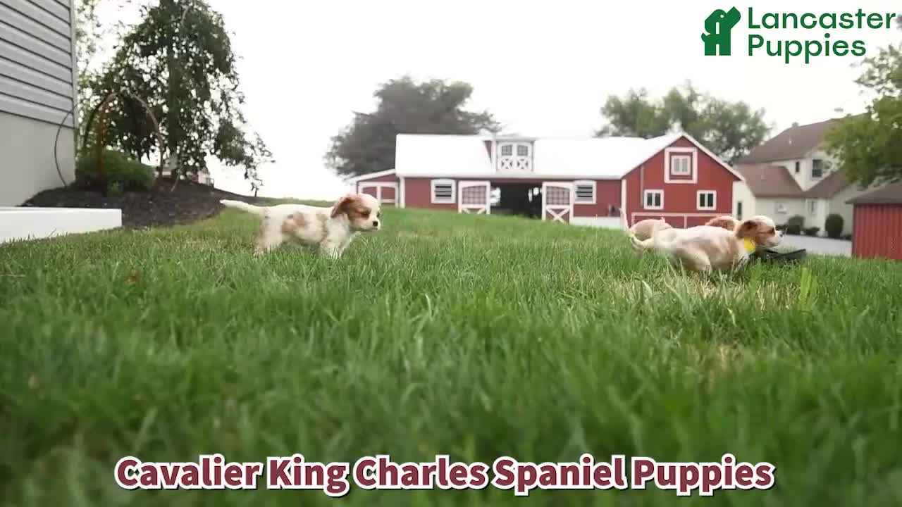 Cavalier King Charles Spaniel dogs for sale: Sebastian - Video 1