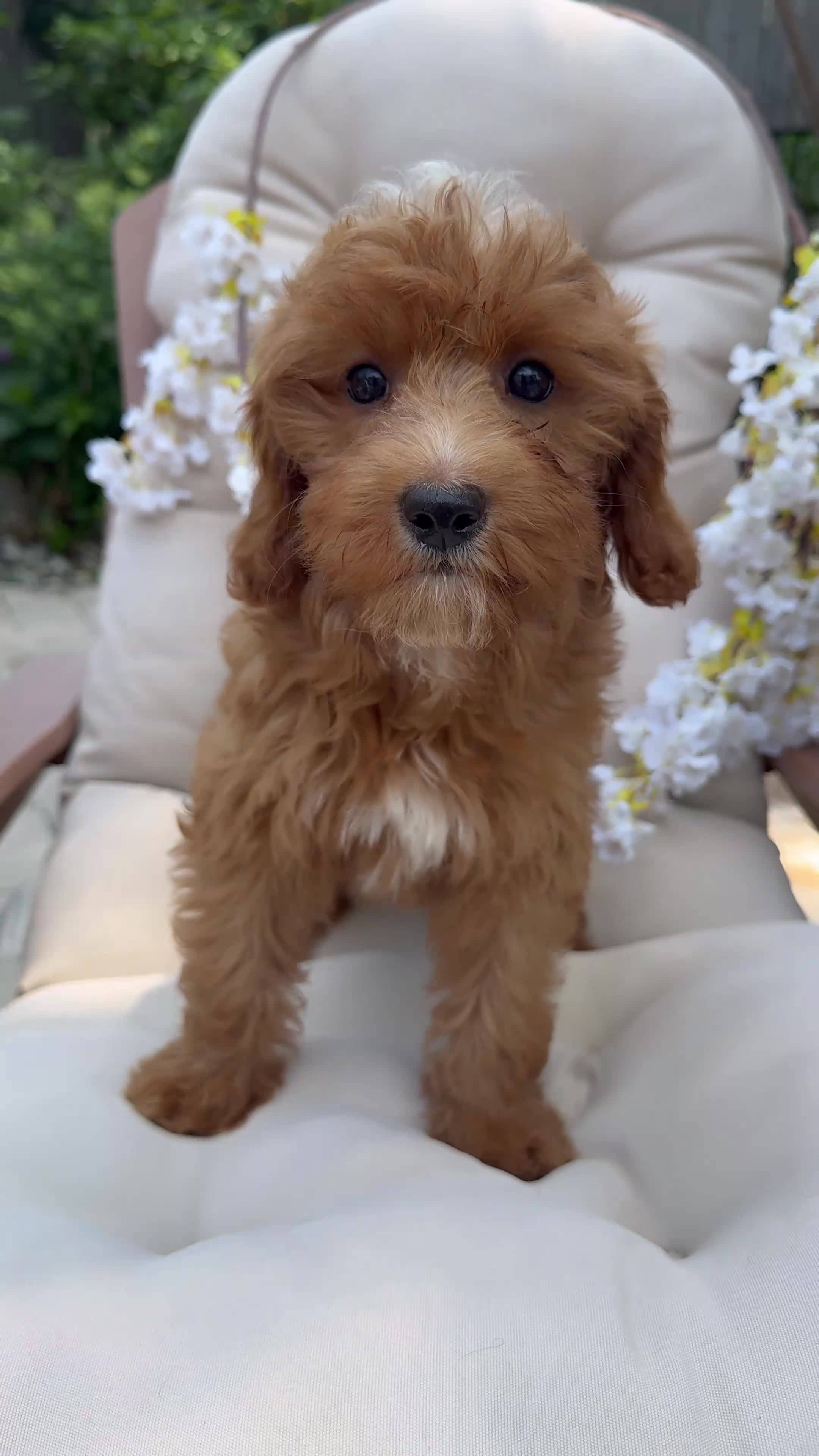 Cavapoo dogs for sale: Pansey - Video 2