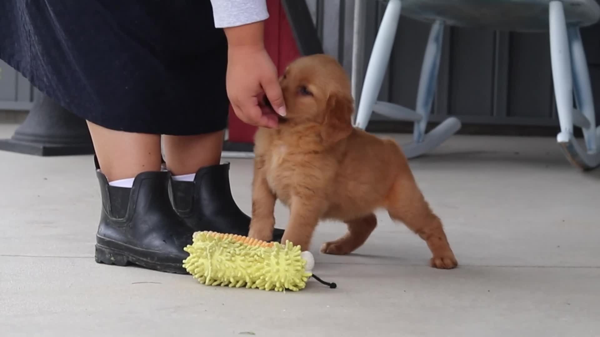 Golden Retriever dogs for sale: Bubbles - Video 2