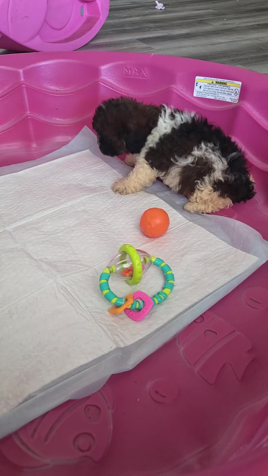 Shihpoo dogs for sale: Rosey - Video 2