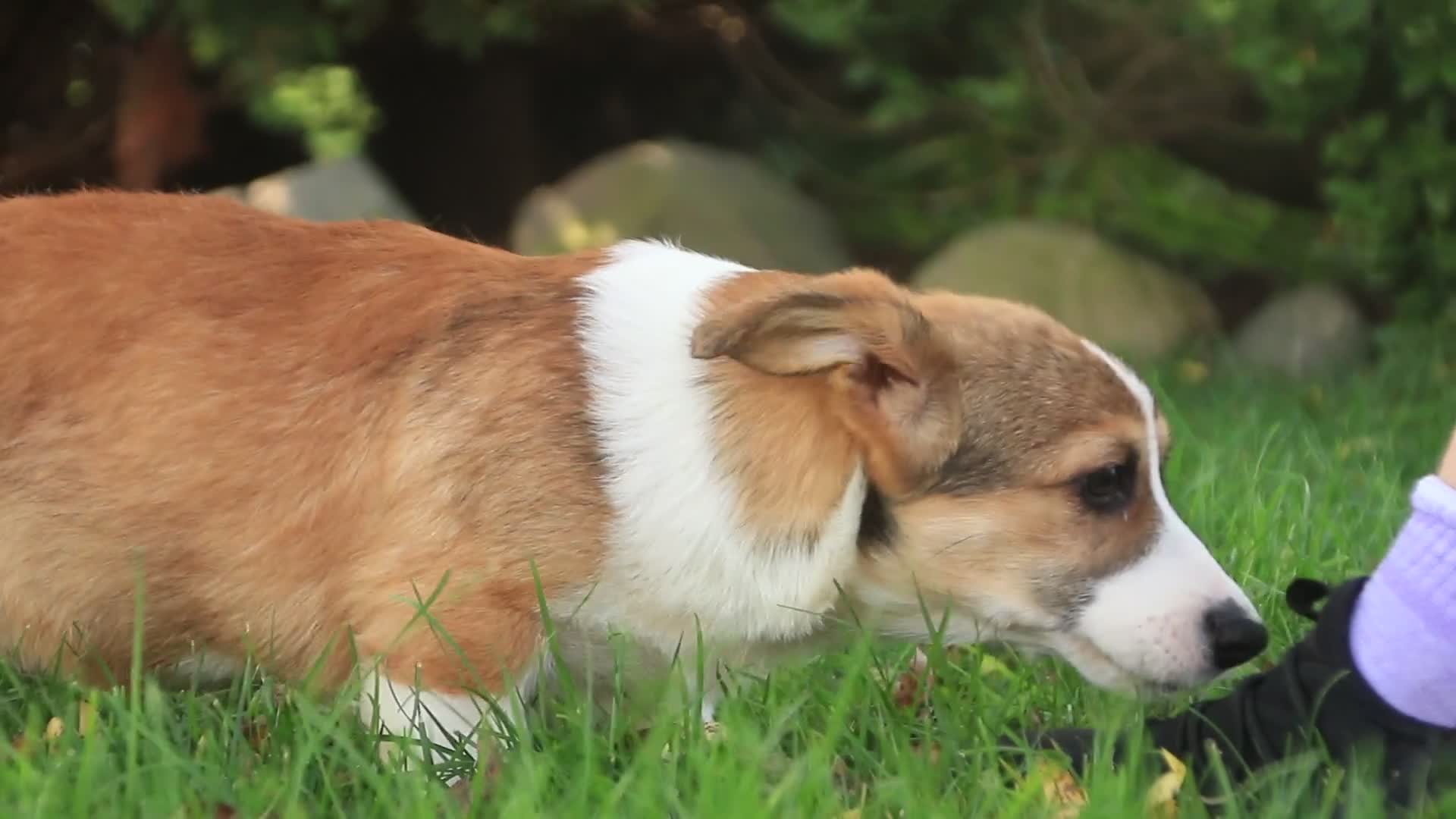 Welsh Corgi Pembroke dogs for sale: Cap'n Crunch Welsh Corgi Pembroke  - Video 1