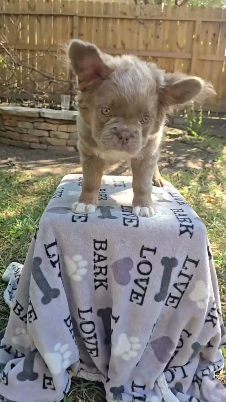 French Bulldog dogs for sale: Benlee - Video 1