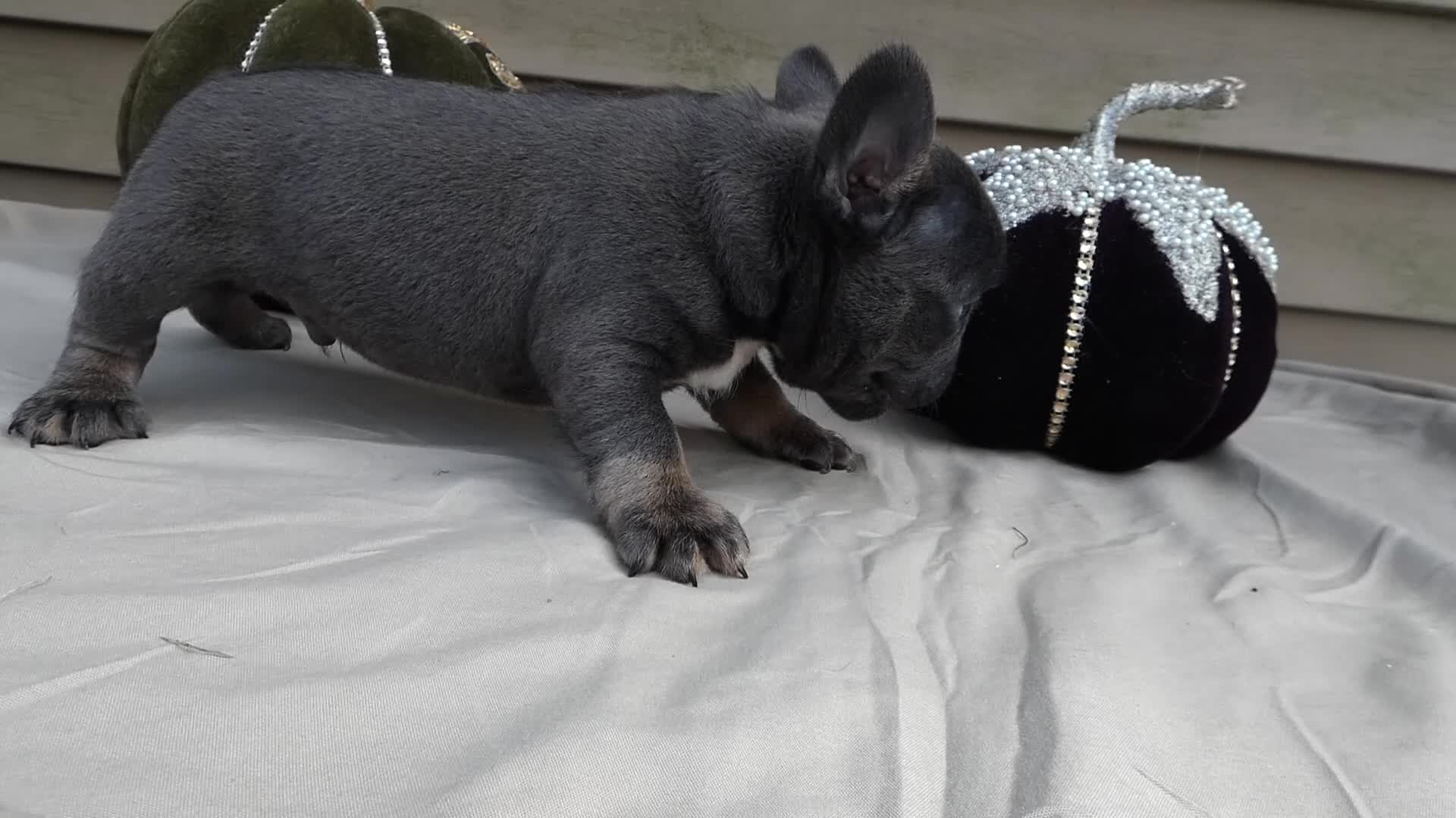 French Bulldog dogs for sale: French Bulldog 3 Brutis - Video 1