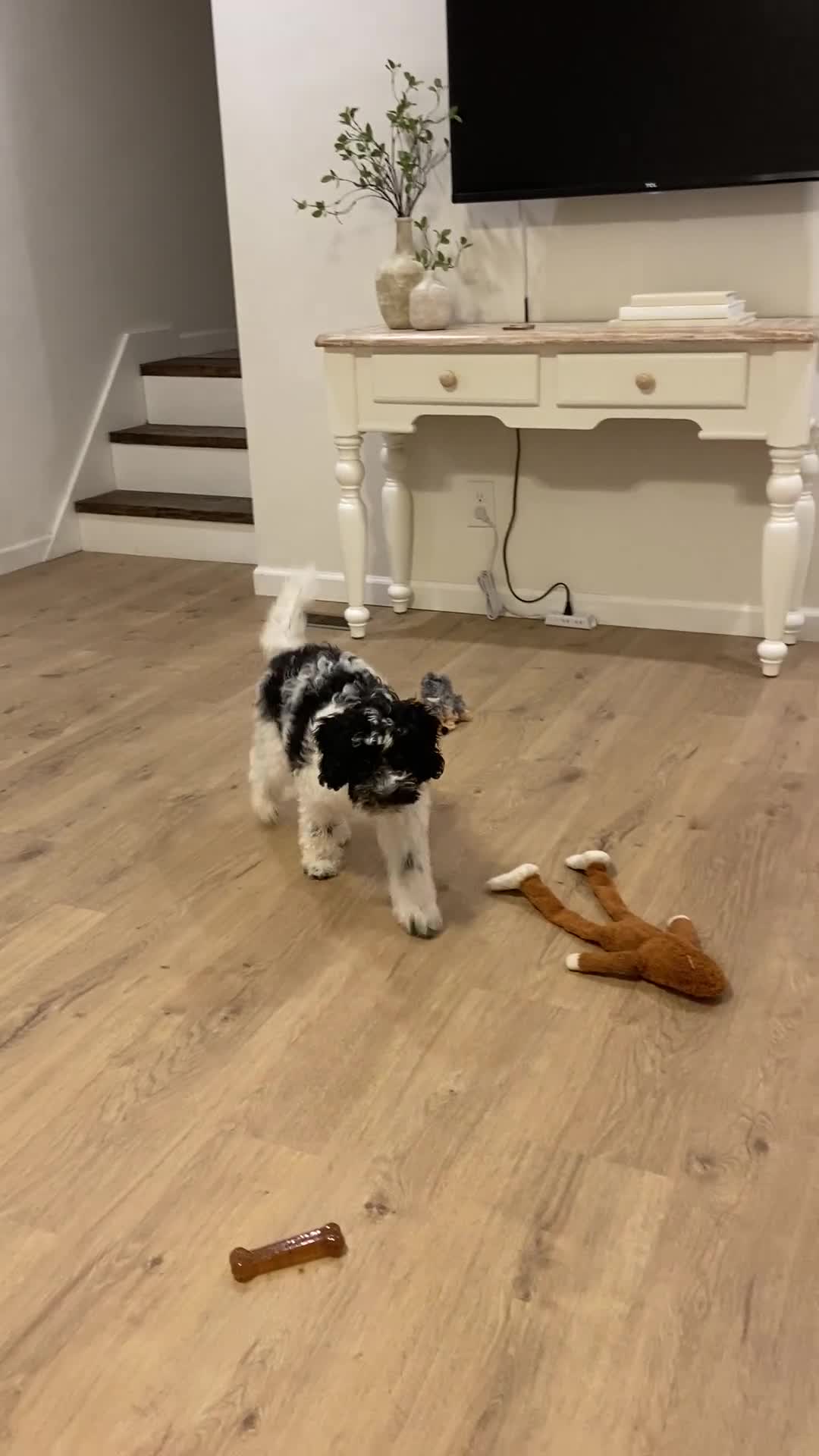 Cavapoo dogs for sale: Jasper - f1b mini cavapoo - Video 1