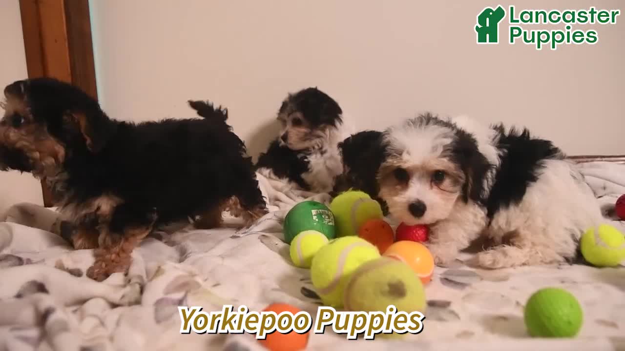 Yorkiepoo dogs for sale: Reba - Video 1