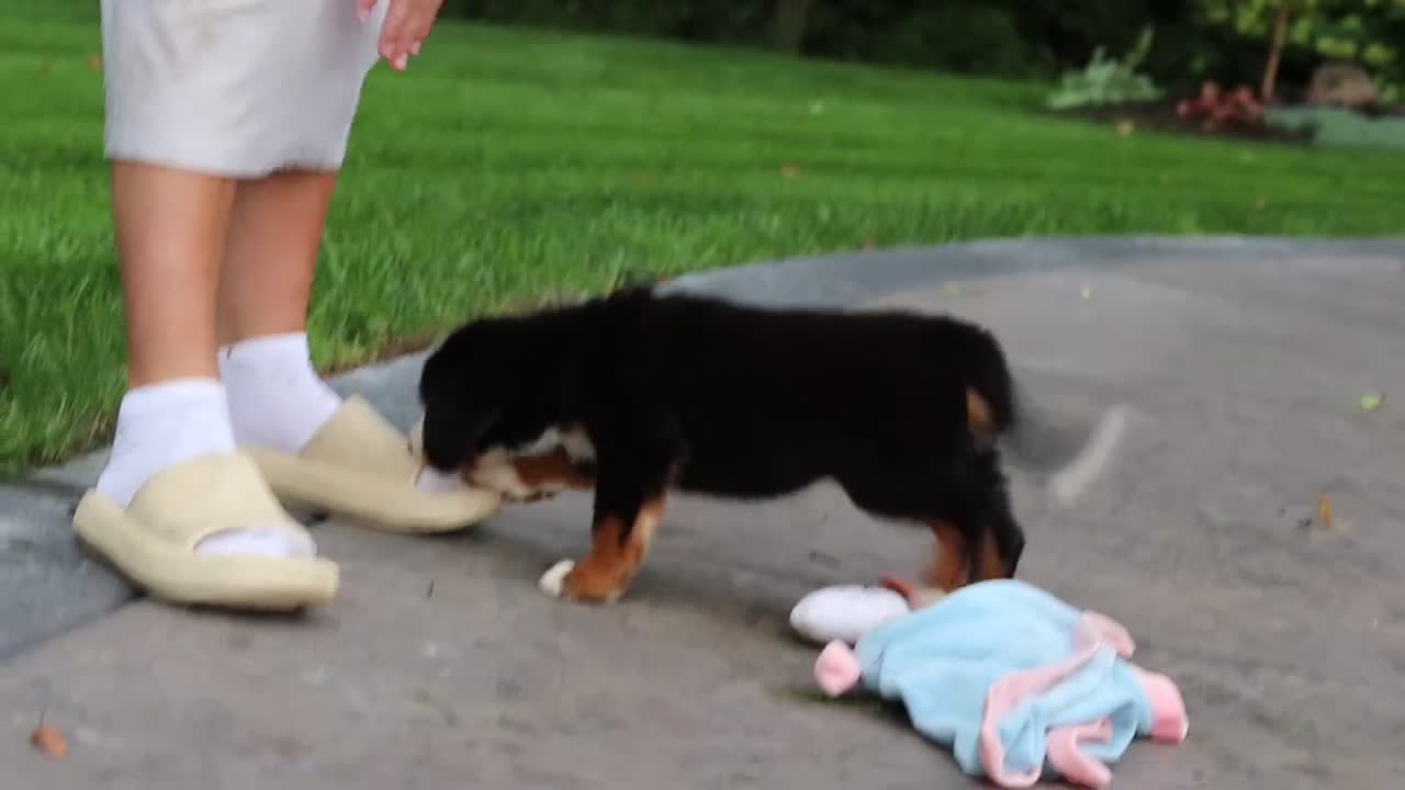Bernese Mountain Dog dogs for sale: Josie - Video 1