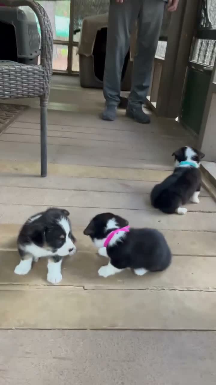 Welsh Corgi Pembroke dogs for sale:  4 - Video 2