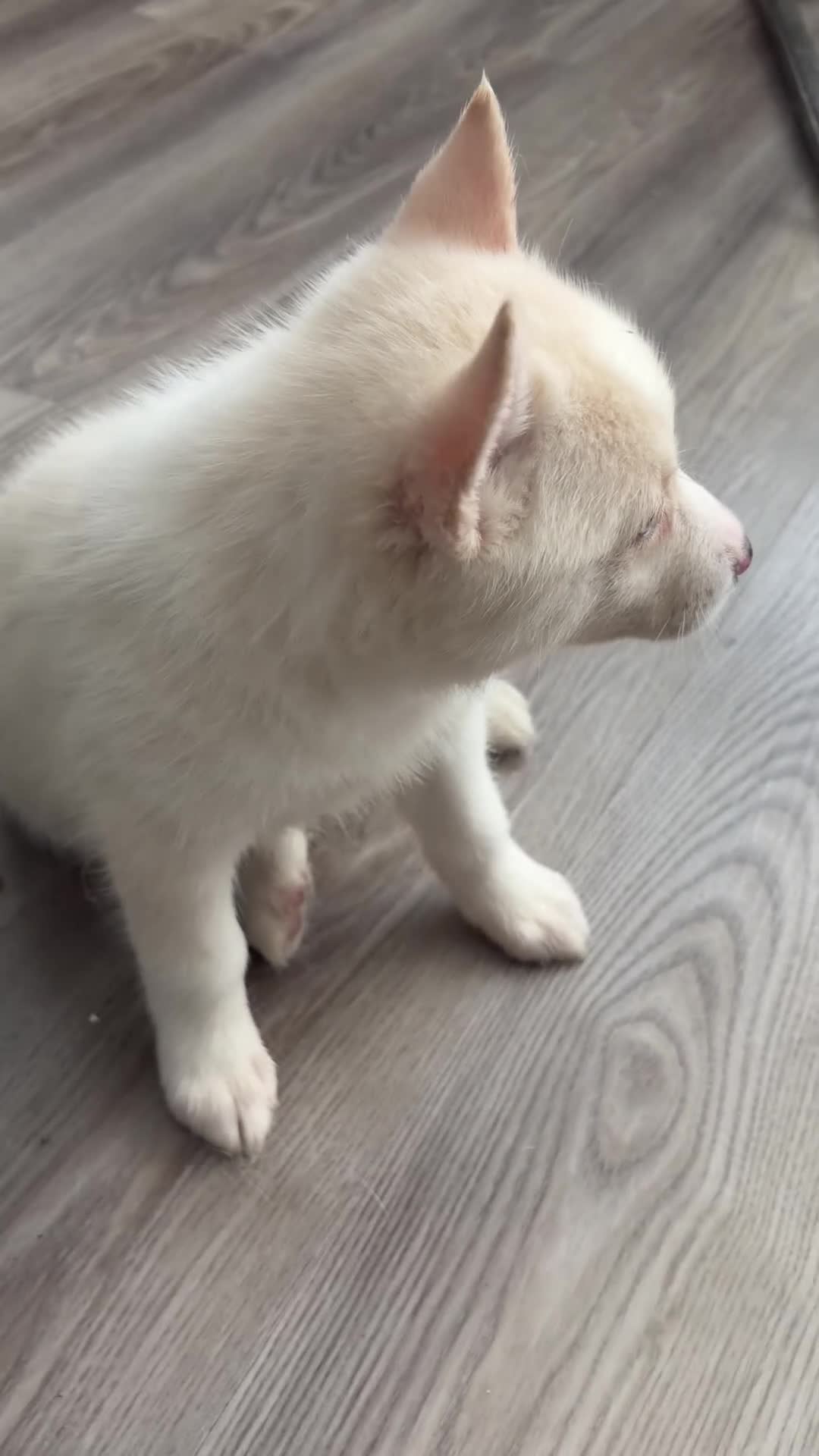 Pomsky dogs for sale: Icis - Video 1