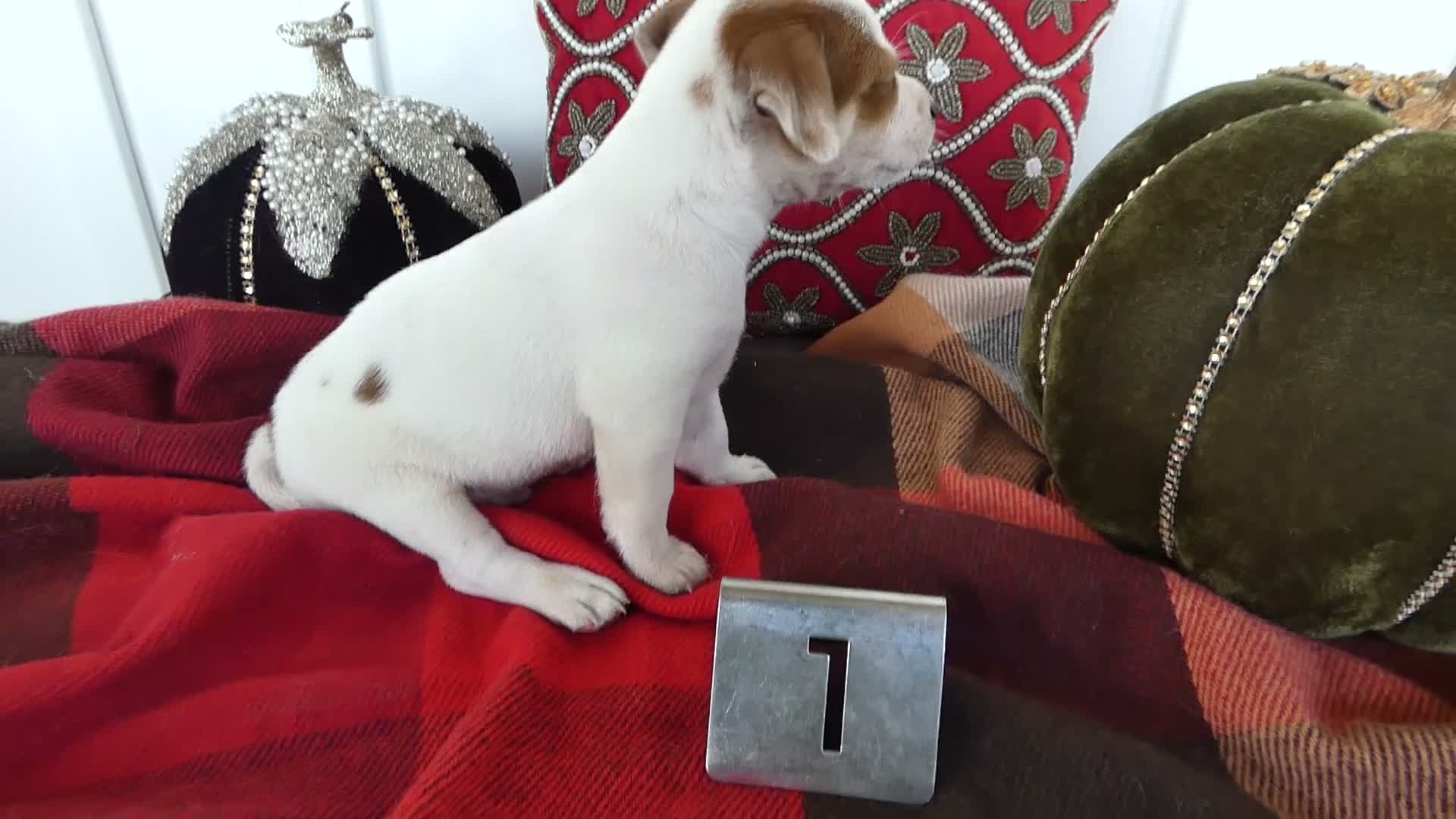 Chihuahua dogs for sale: Chihuahua 1 Sparky - Video 1