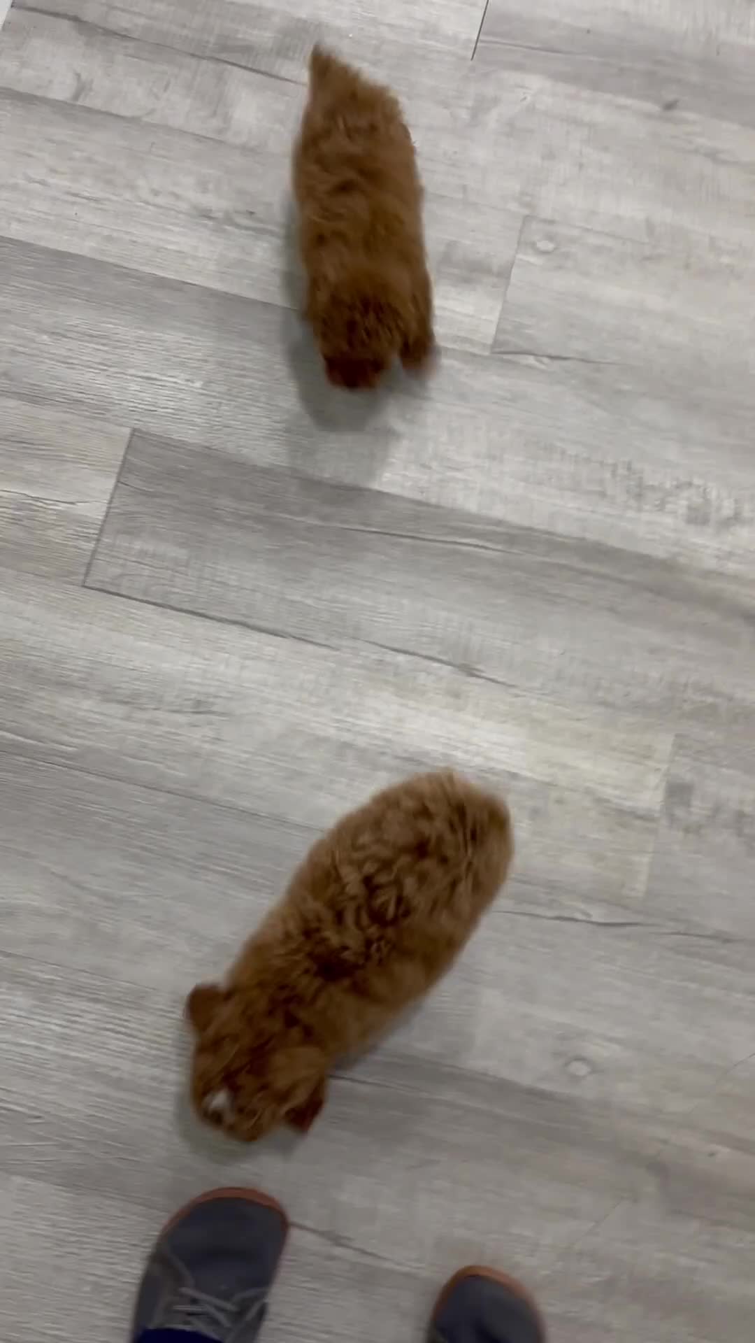 Miniature Poodle dogs for sale: Alfie - Video 2