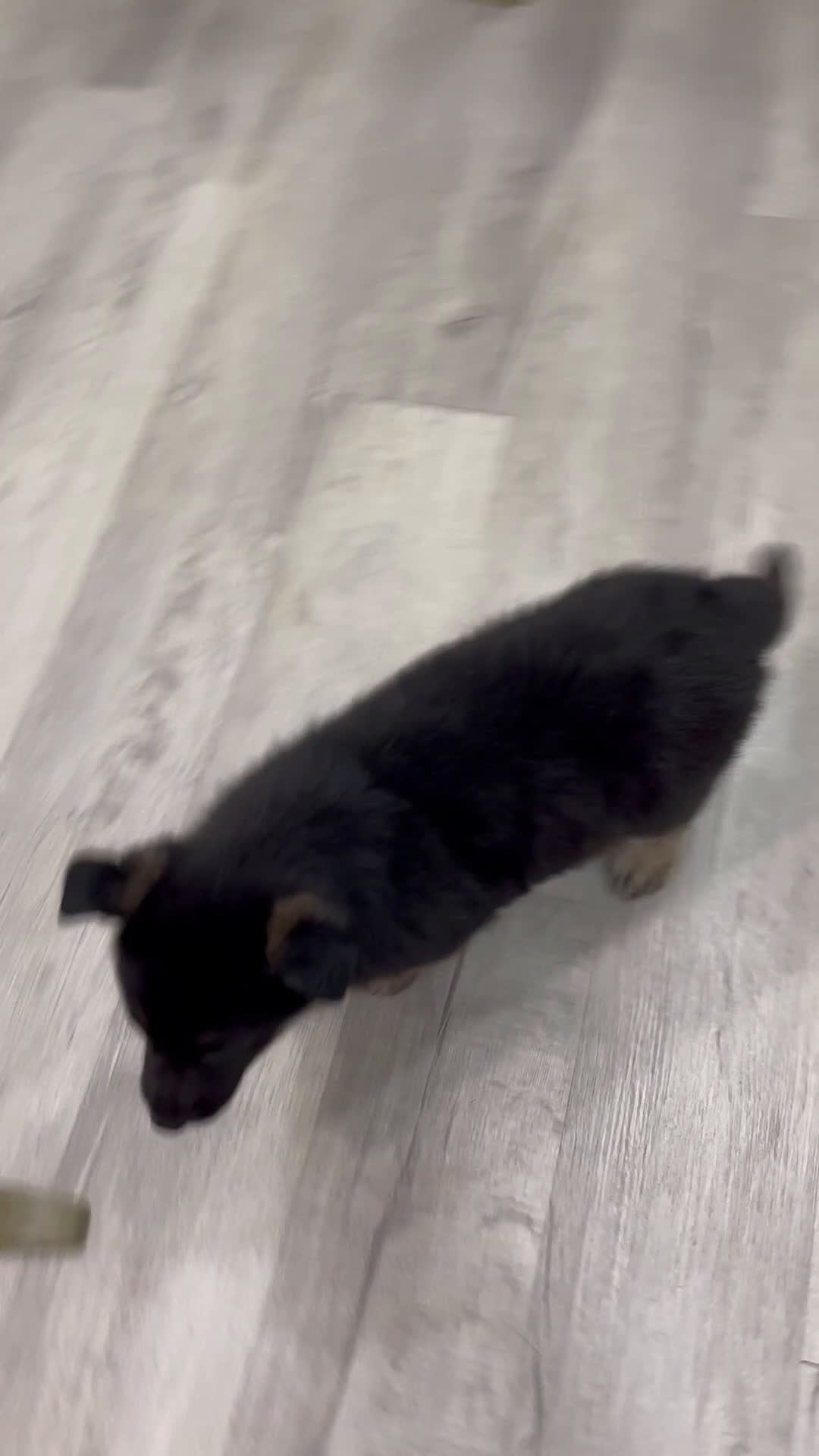 German Shepherd dogs for sale: Tucker - Video 1