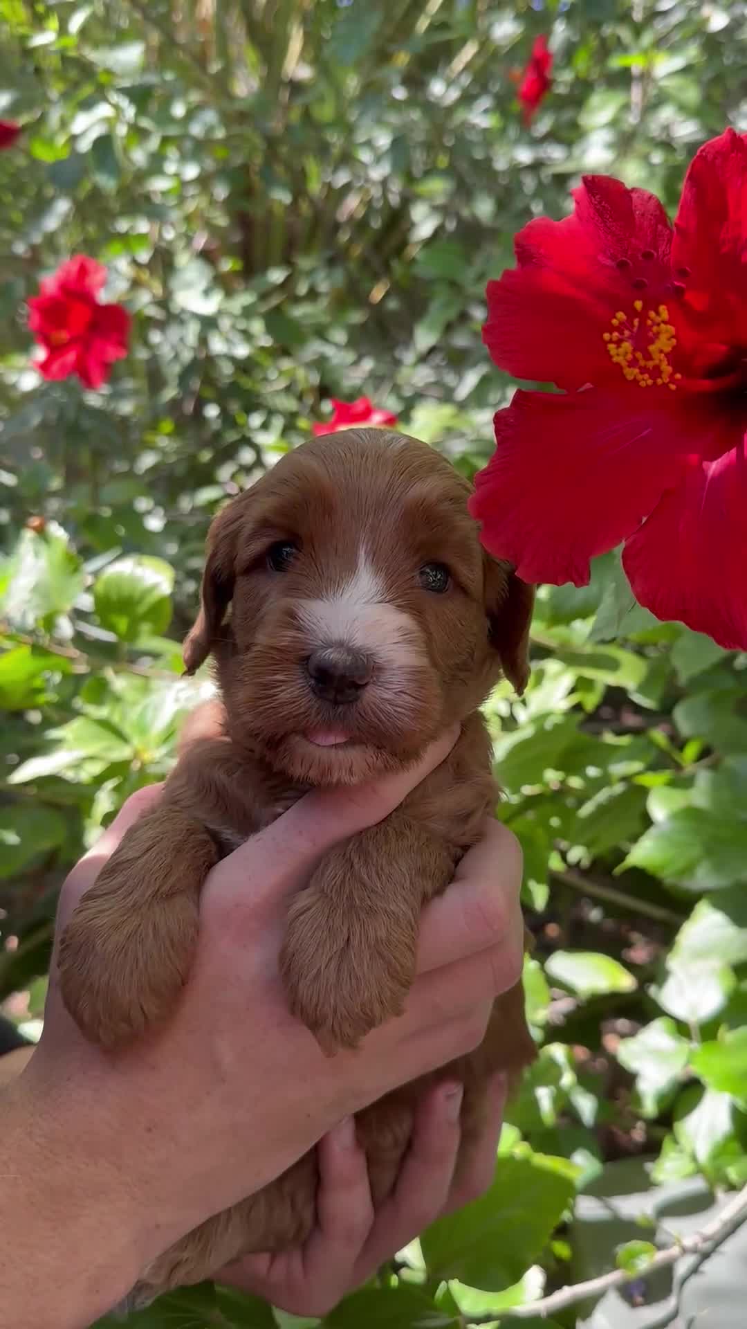 Australian Labradoodle dogs for sale: Darla - Video 2