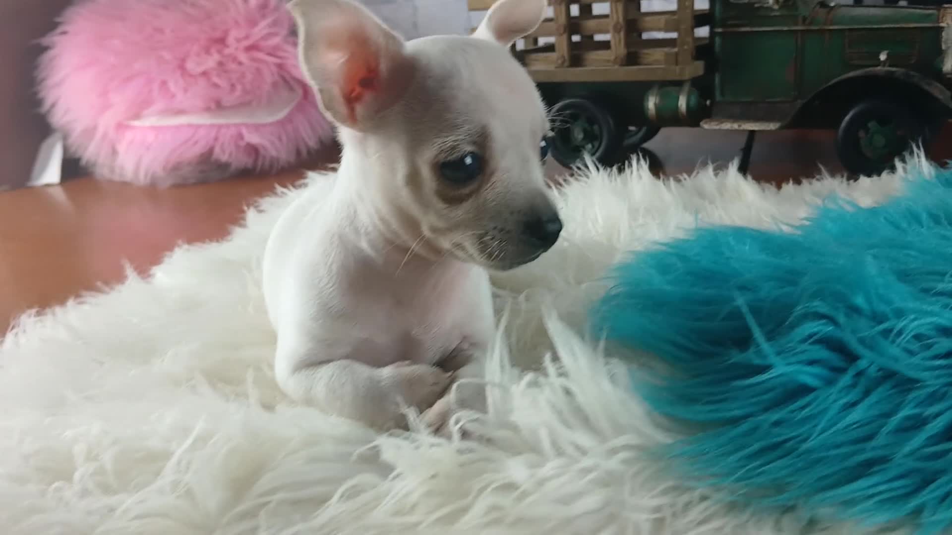 Chihuahua dogs for sale: Haleys white boy. Hand Delivery  - Video 1