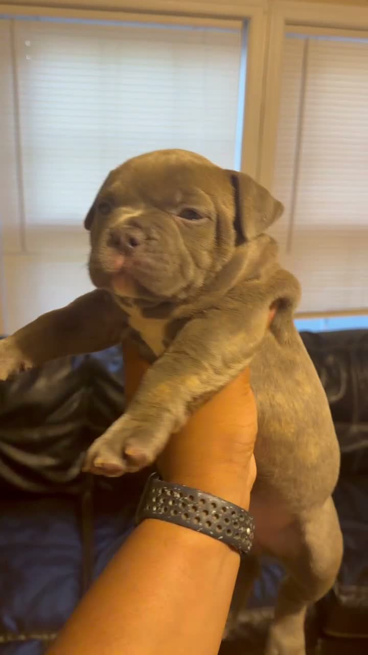 American Bully dogs for sale: Jade - Video 1