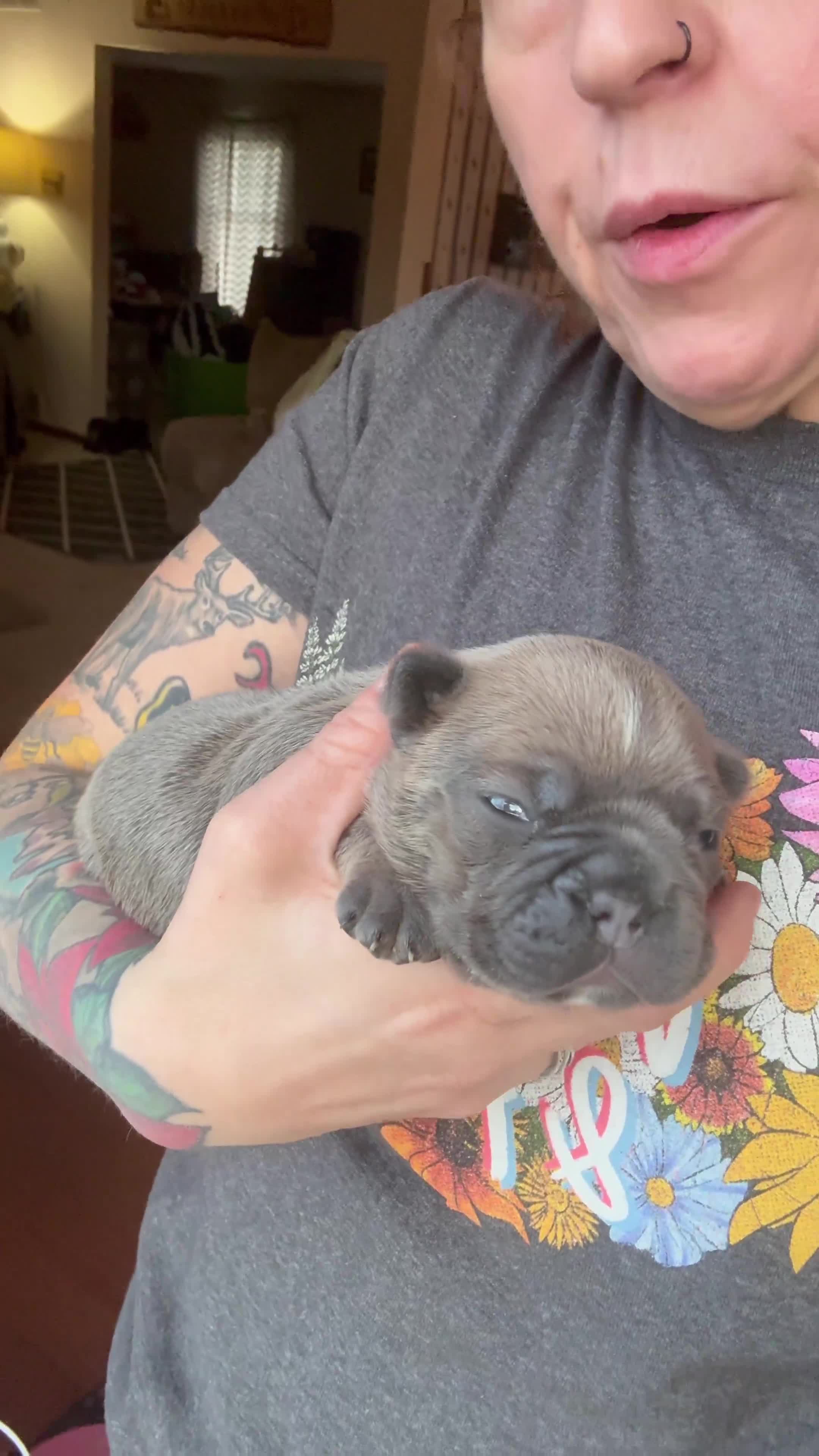 Frenchton dogs for sale: Frenchton Puppy 1. (Leo) - Video 1