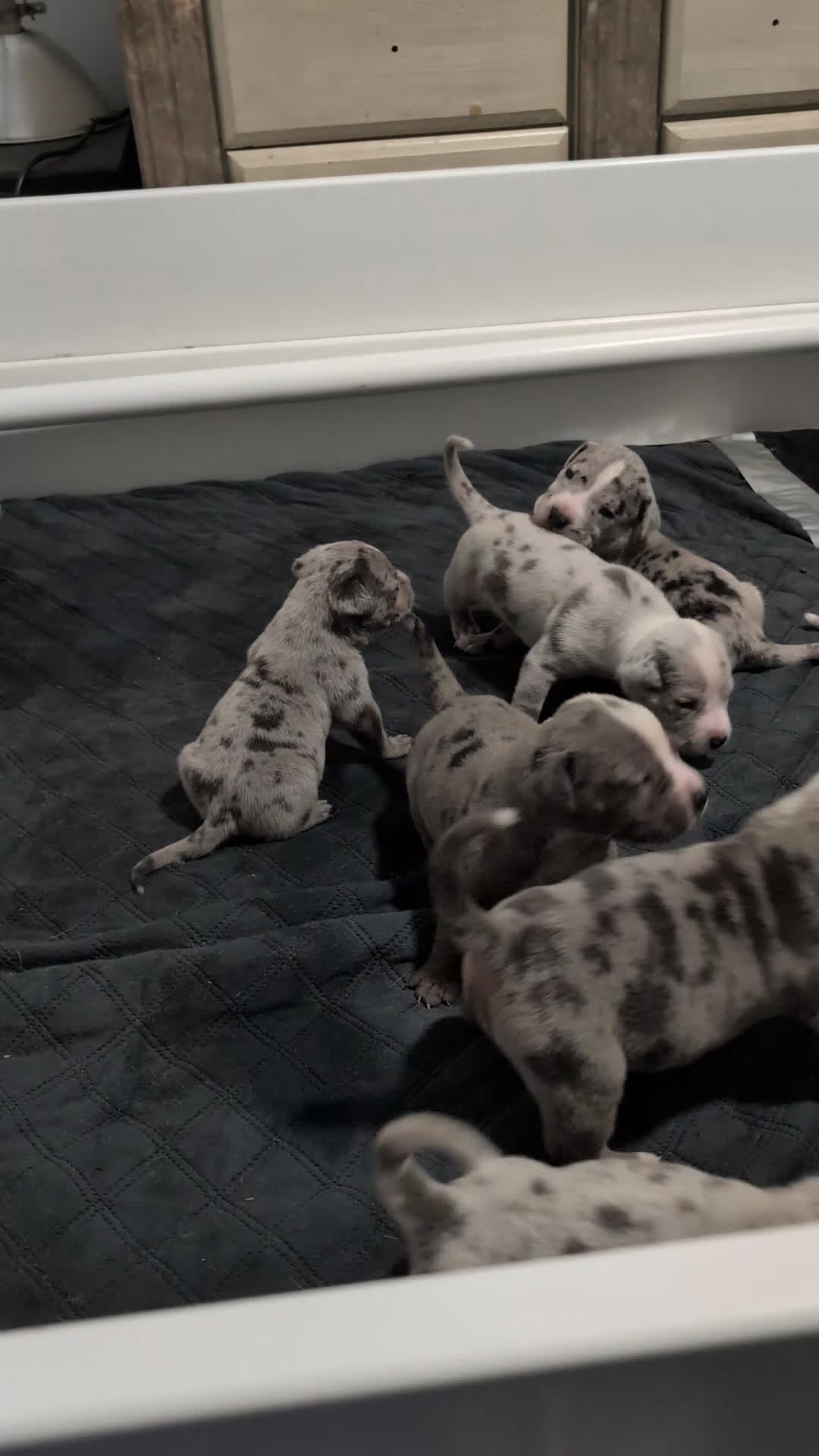 American Bully dogs for sale: XL American Bully female  - Video 1