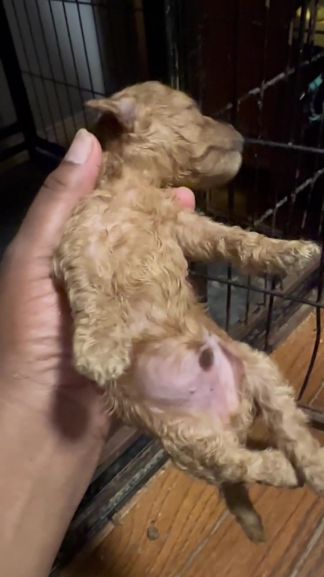 Cockapoo dogs for sale: rusty Cockapoo 3 - Video 3