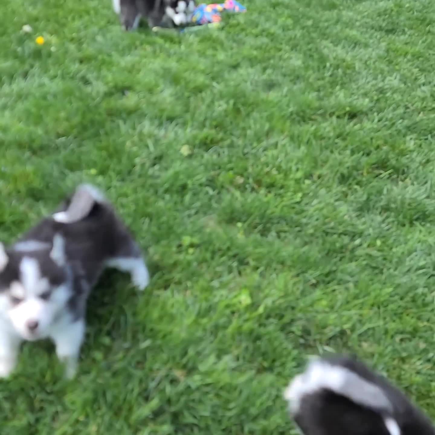 Pomsky dogs for sale: Otis - Video 2