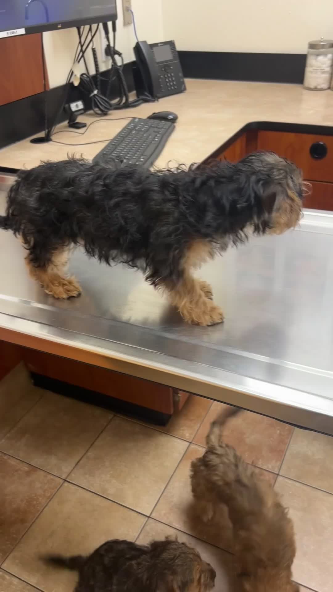 Yorkiepoo dogs for sale: Yorkiepoo Puppy 4 - Video 3