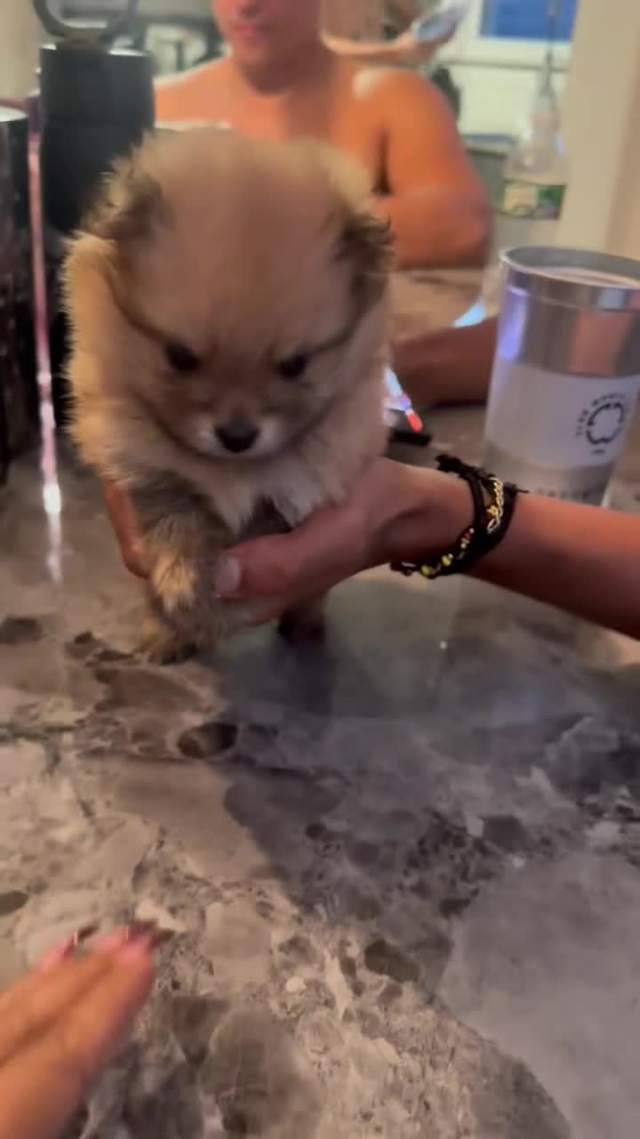 Pomeranian dogs for sale: Pomeranian 1 - Video 2