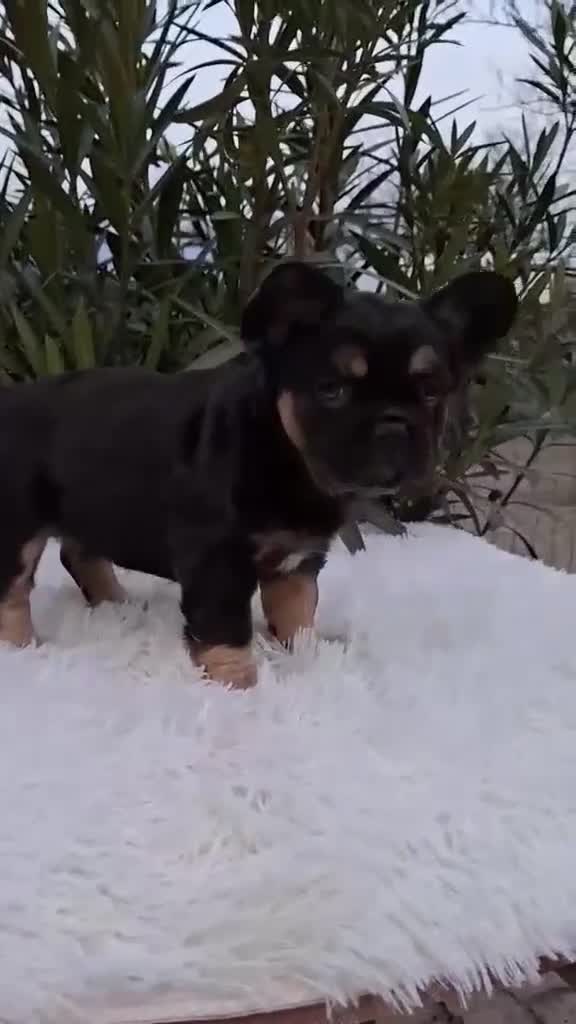 French Bulldog dogs for sale: Chocolate & Tan Fluffy Female - Video 2