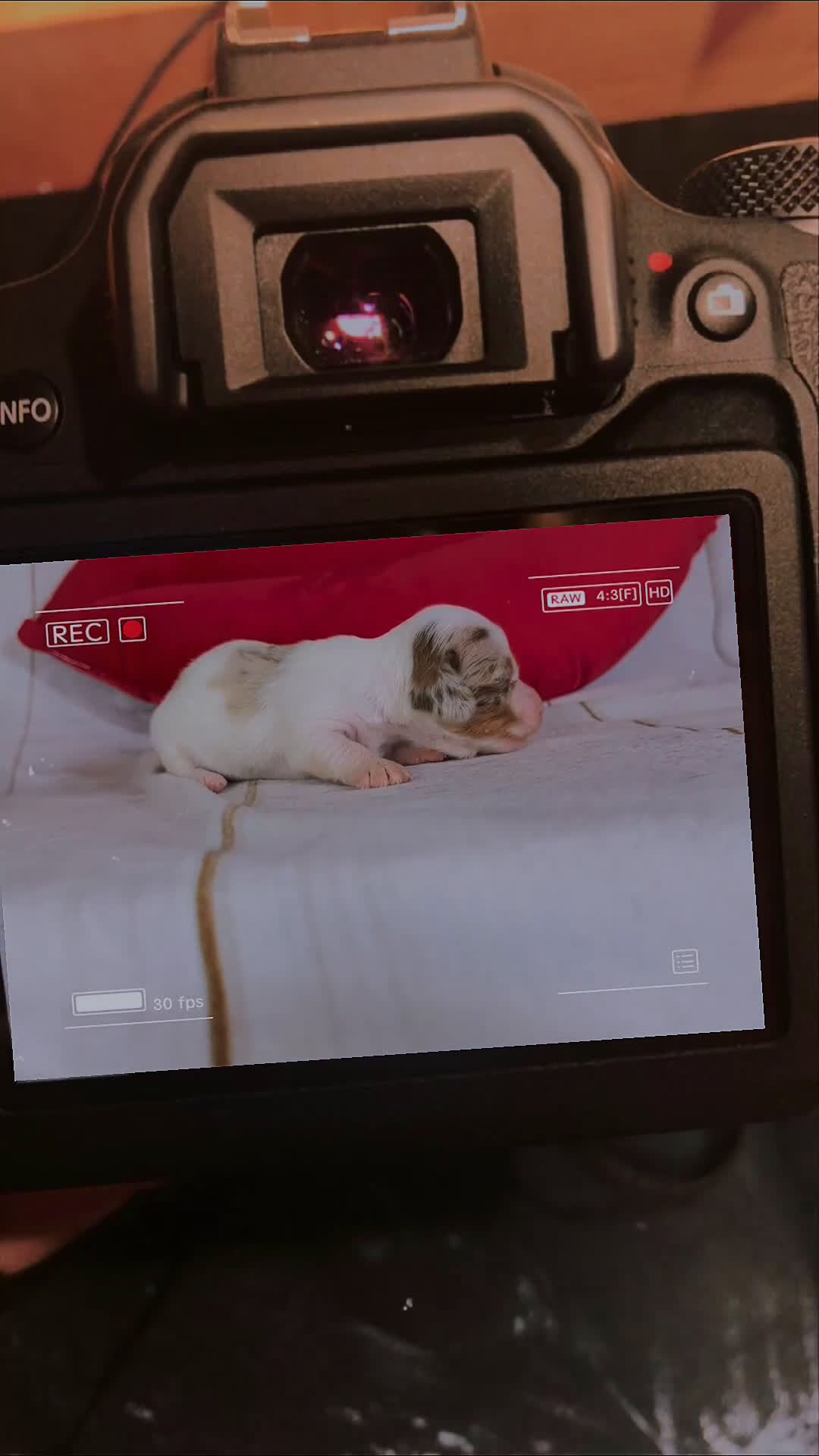 Miniature Dachshund dogs for sale: Akc Flicka LH DNA OFA  - Video 2