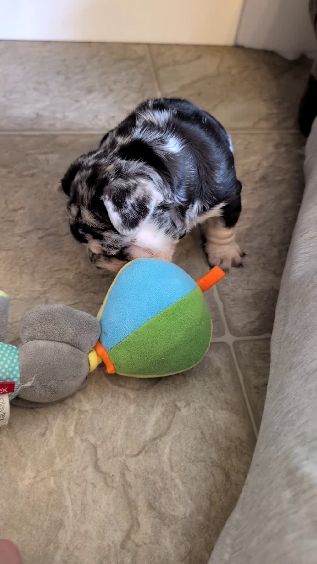 French Bulldog dogs for sale: River - Video 1