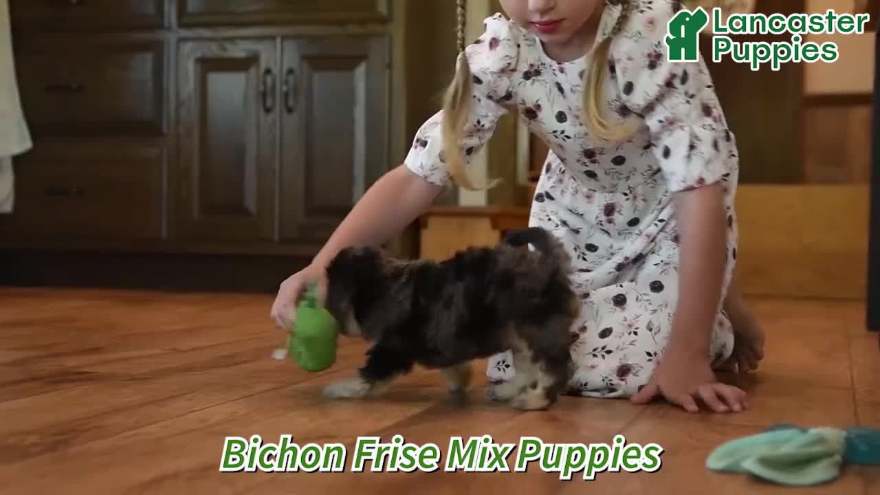 Cavachon dogs for sale: Franky - Video 1