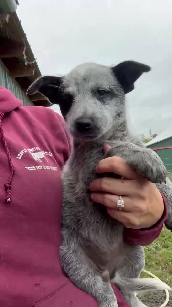 Australian Cattle Dog dogs for sale: Lola - Video 1
