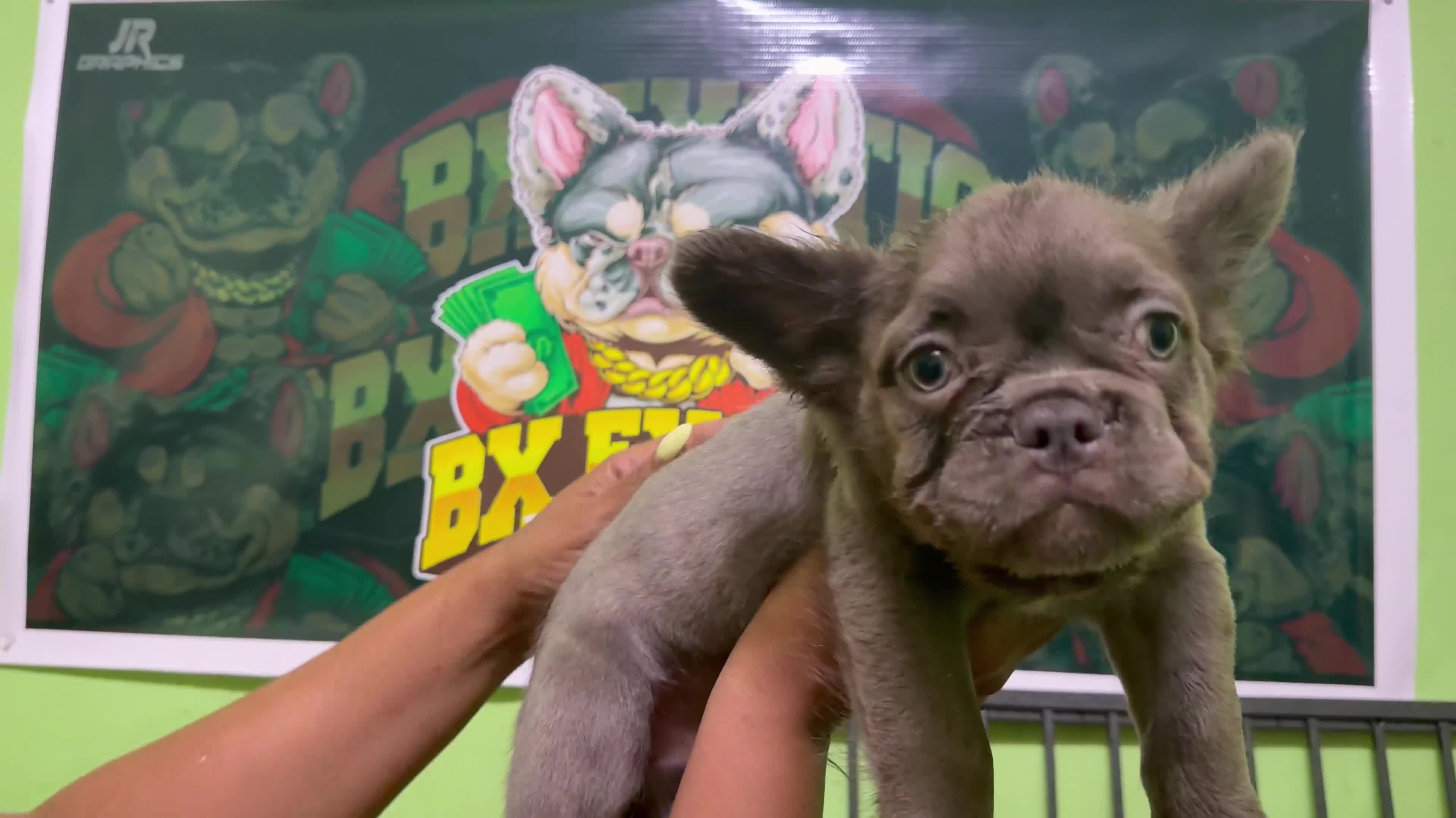 French Bulldog dogs for sale: French Bulldog 1 Mr.grey - Video 1