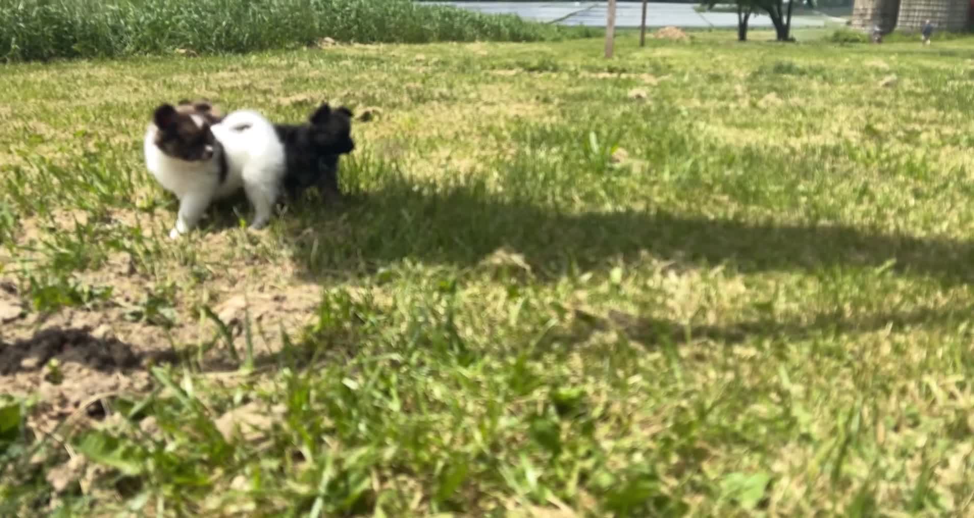 Pomeranian dogs for sale: Austin  - Video 1