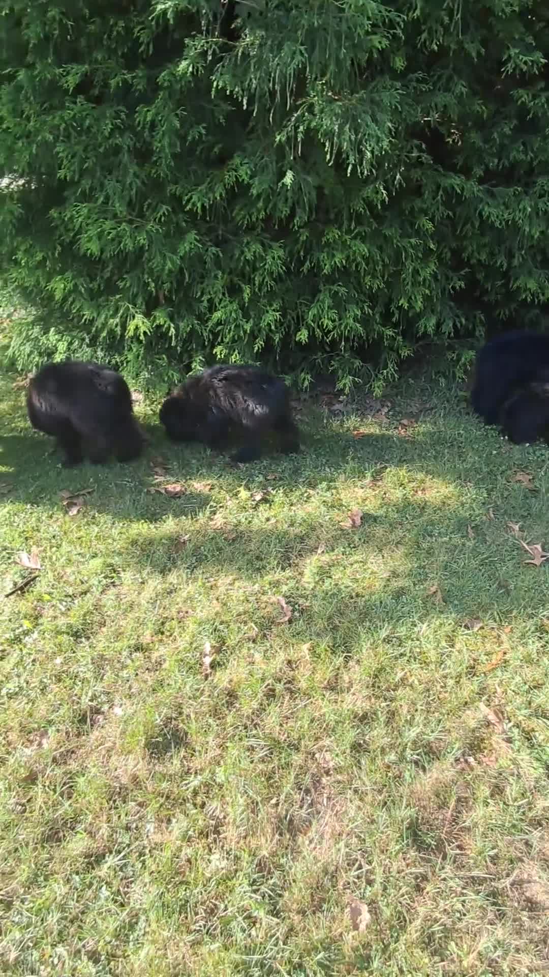 Bouvier Des Flandres dogs for sale: Bouvier Des Flandres 2 - Video 1