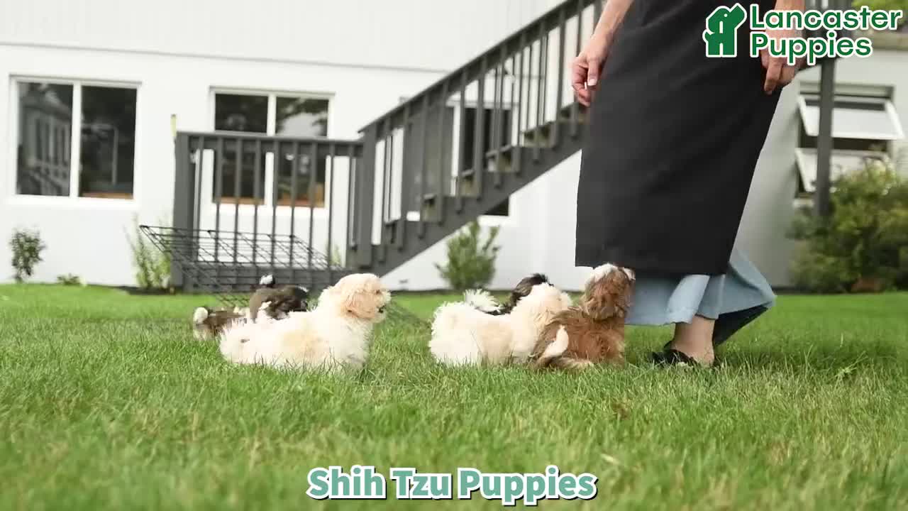 Shih Tzu dogs for sale: Zayla - Video 1