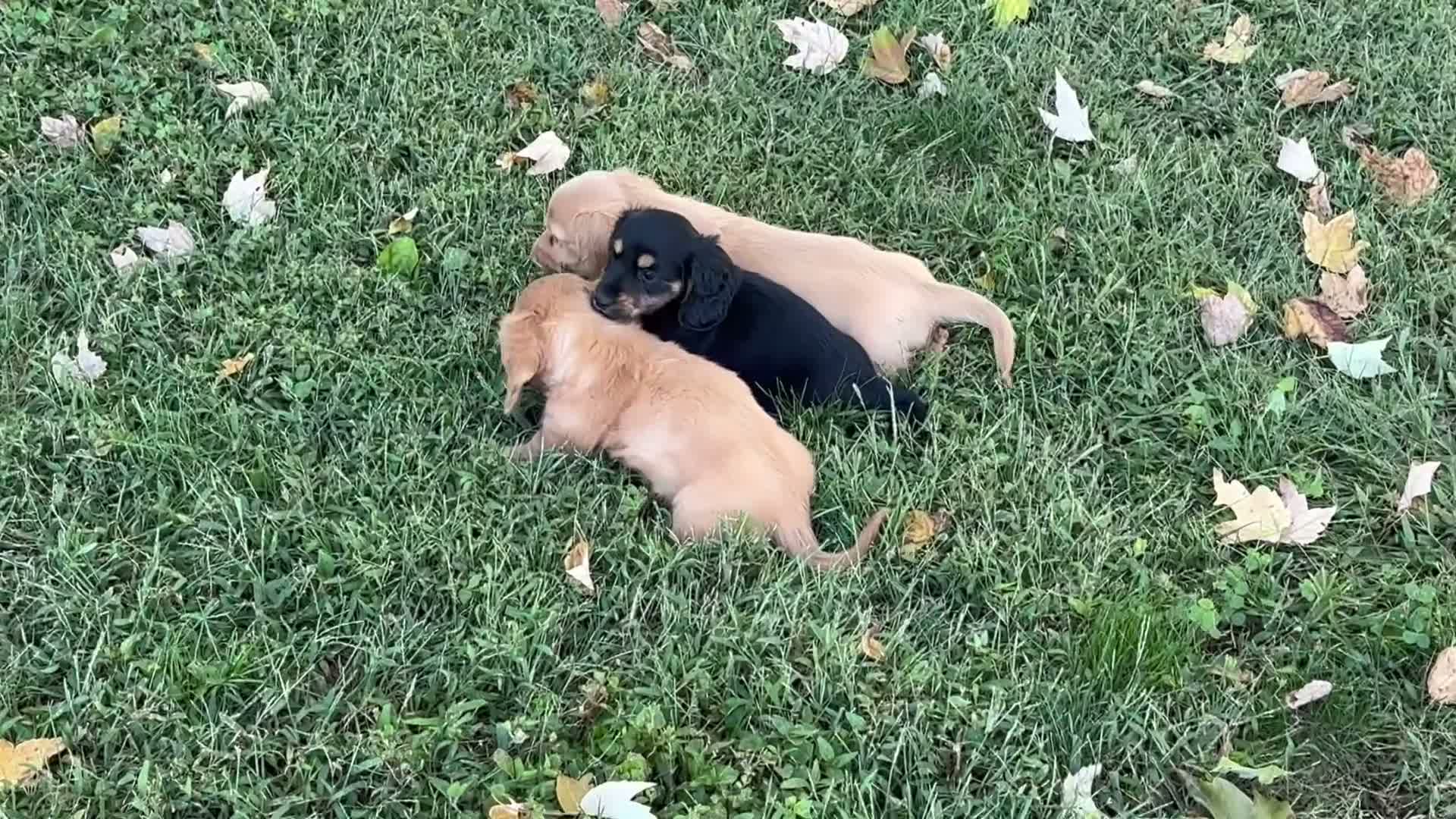 Miniature Dachshund dogs for sale: Misty - Video 1
