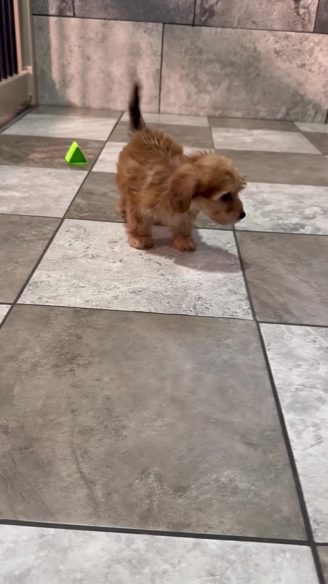 Mixed Breed dogs for sale: Diego - Video 1
